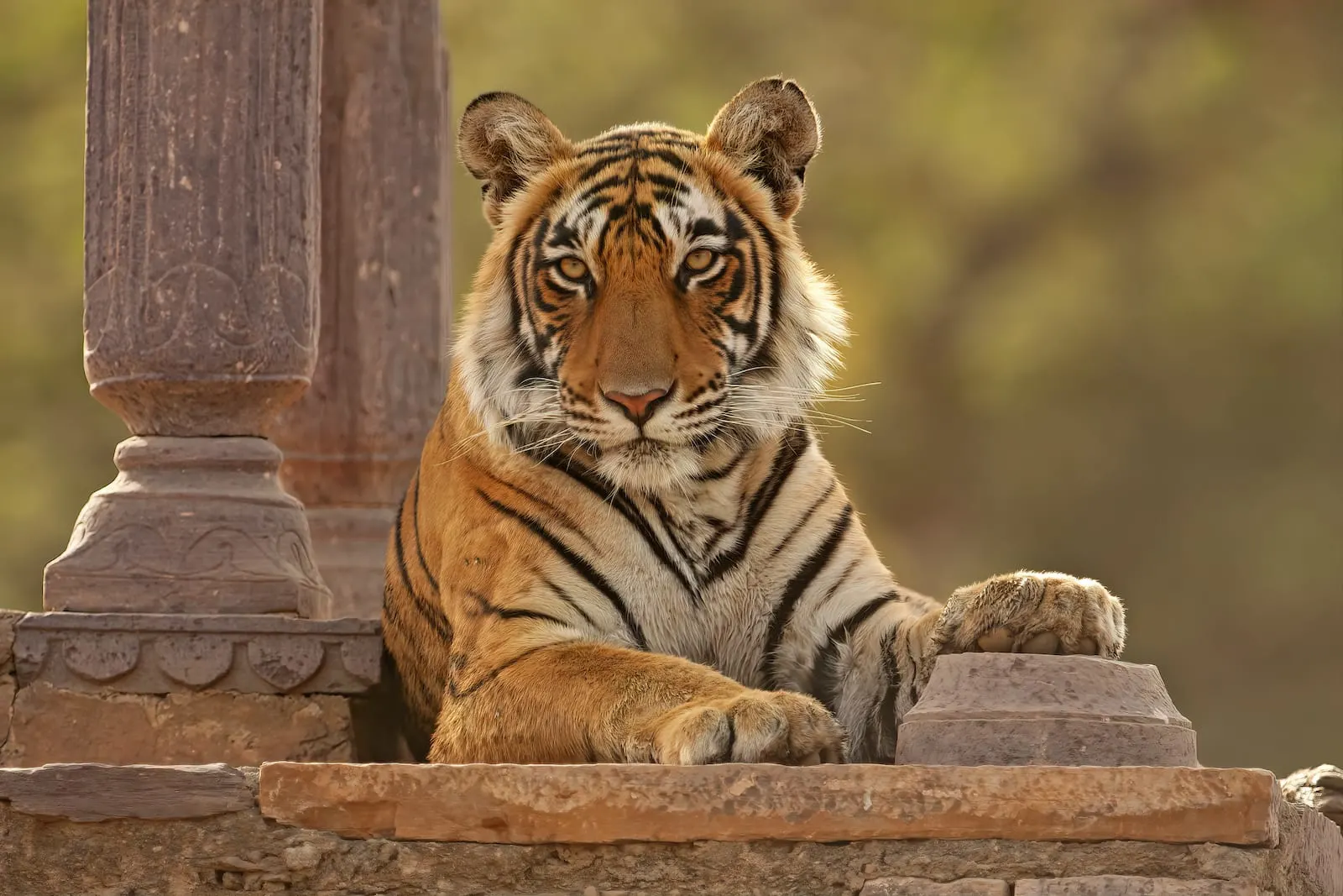 Safari tigre en Inde : Les meilleurs parcs nationaux